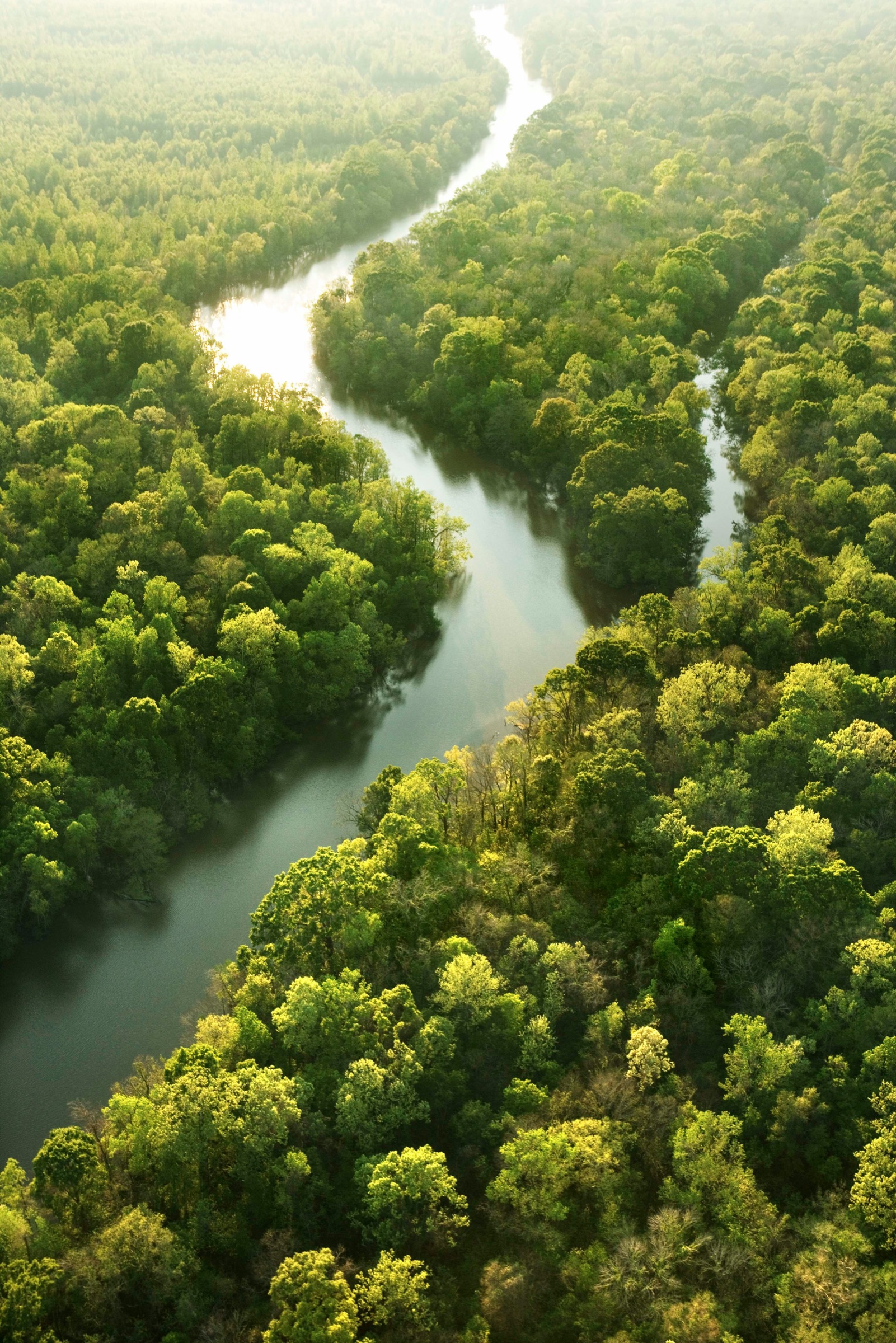 Aerial view of a river winding through North Louisiana forest